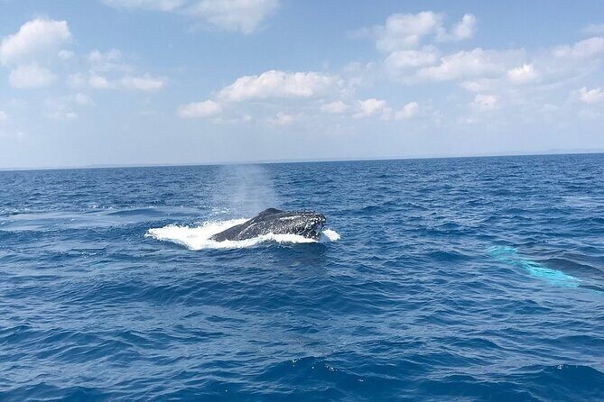 Hervey Bay Whale Swim and Watch - An Overview of the Experience