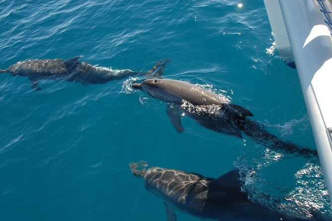 Hervey Bay Whale Swim and Watch - Notable Highlights from Reviews