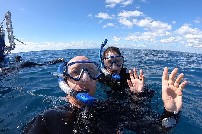 Hervey Bay Whale Swim and Watch - FAQ