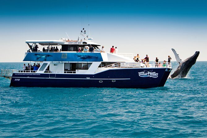 Hervey Bay Whale Watching Cruise - Hervey Bay Whale Watching Cruise: An Authentic Encounter with Gentle Giants