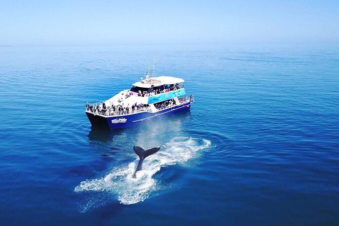 Hervey Bay Whale Watching Cruise - What to Expect on the Hervey Bay Whale Watching Cruise