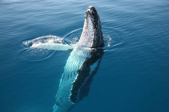 Hervey Bay Whale Watching Cruise - Who Will Love This Experience?