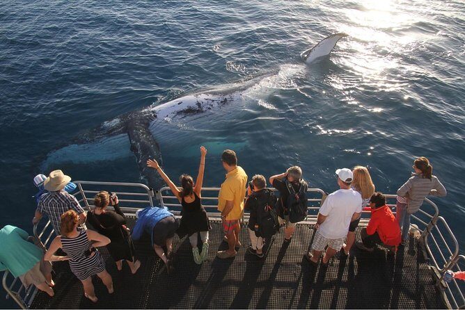 Hervey Bay Whale Watching Cruise - Final Thoughts