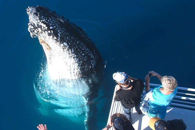Hervey Bay Whale Watching Experience - A Closer Look at the Itinerary and Experience