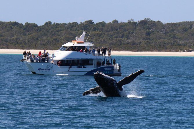 Hervey Bay Whale Watching Experience - Who Should Book This Tour?