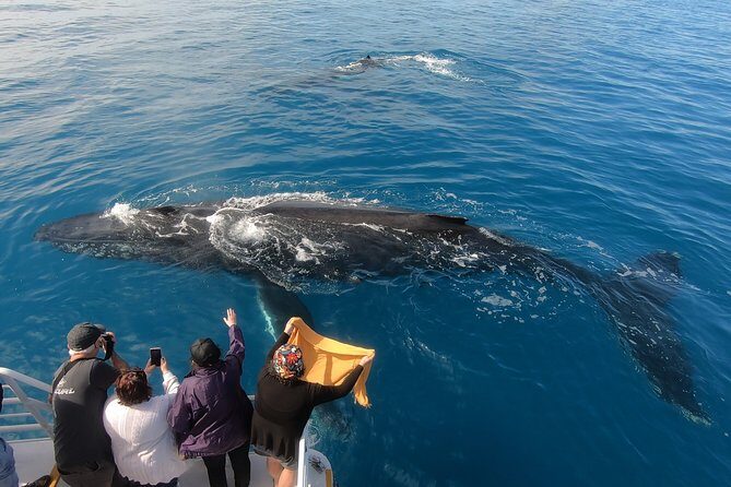 Hervey Bay Whale Watching Experience - Final Words
