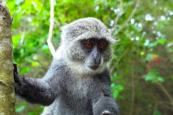 Hidden Arusha Waterfall, Coffee & Village Tour (All-Inclusive) - Why This Tour Is a Great Choice