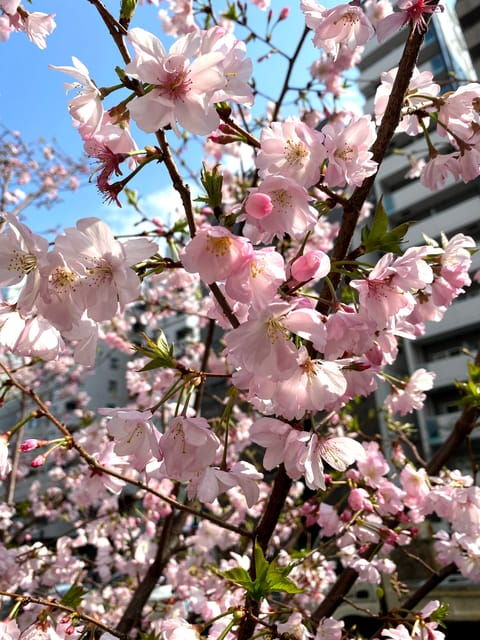 hidden-gem-food-drink-night-tour-near-roppongi