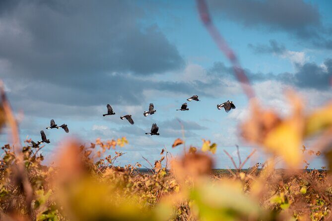 Hidden Gems: Full-Day Wine, Scones, Lunch and Local Produce Tour - Who Should Consider This Tour