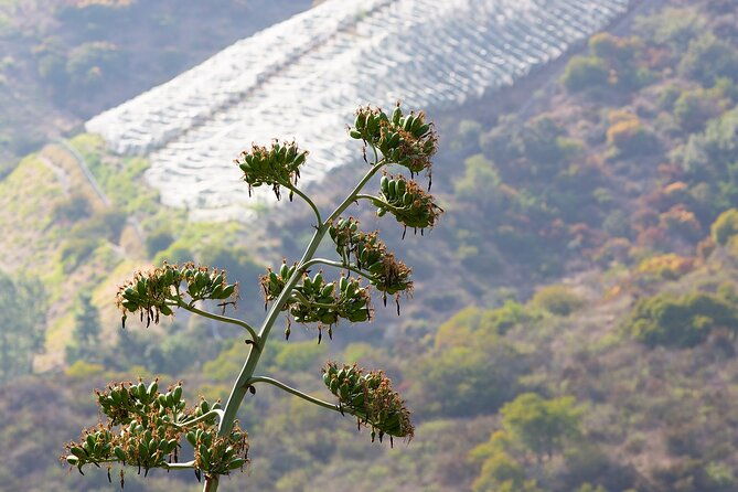 hidden-history-hollywood-sign-tour