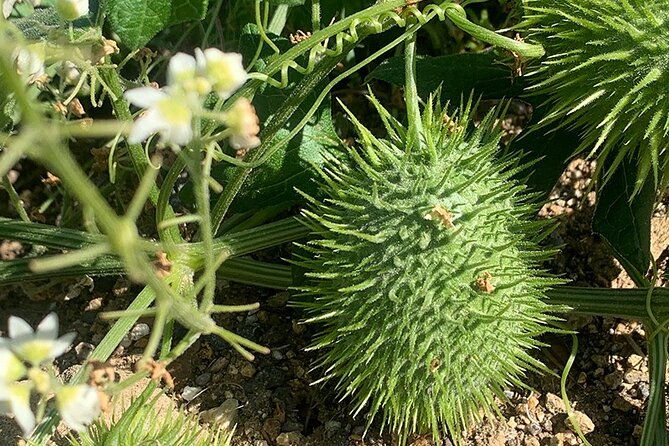 hidden-history-hollywood-sign-tour