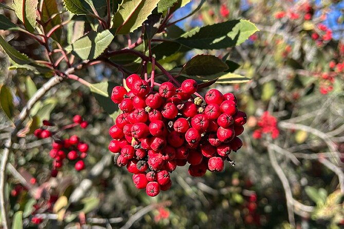 hidden-history-hollywood-sign-tour