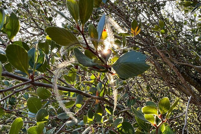 hidden-history-hollywood-sign-tour