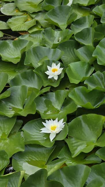 Hidden Pearl Paradise of Lake Skadar - Exploring Lake Skadar: A Natural Wonder