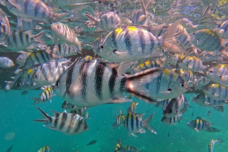 Hidden Zanzibar's Magic: Marine Life, Culture, and Advanture - Who Is This Tour Perfect For?