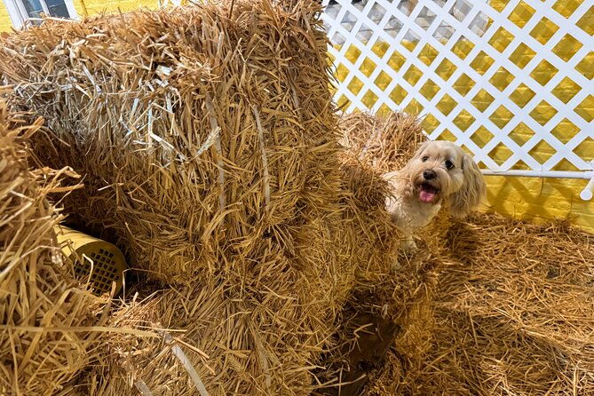 hide-seek-skills-for-dogs-at-the-hay-filled-new-york-city-barn