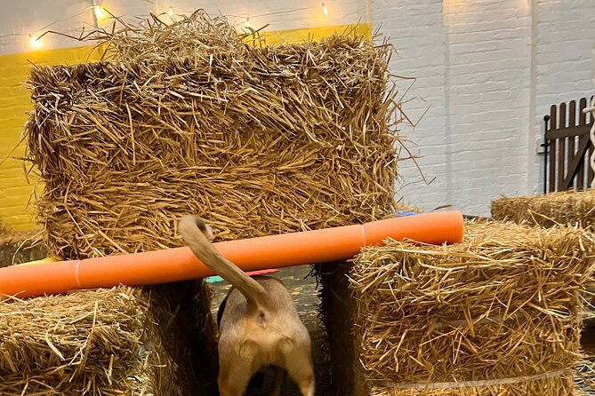 hide-seek-skills-for-dogs-at-the-hay-filled-new-york-city-barn