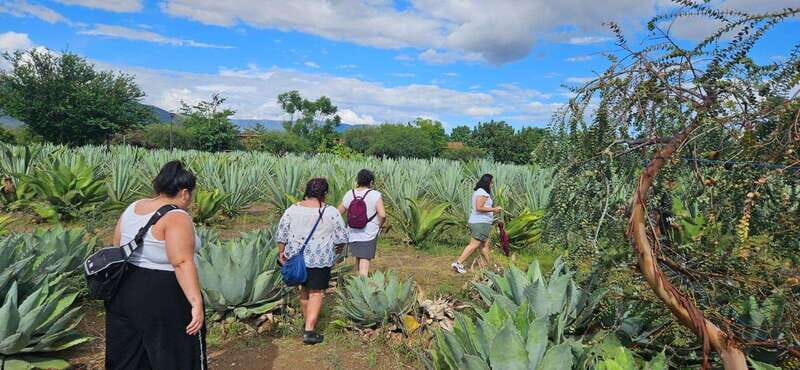 Hierve el agua: A Day of Adventure, Culture, and Flavor - Final Thoughts: Who Will Love This Tour?