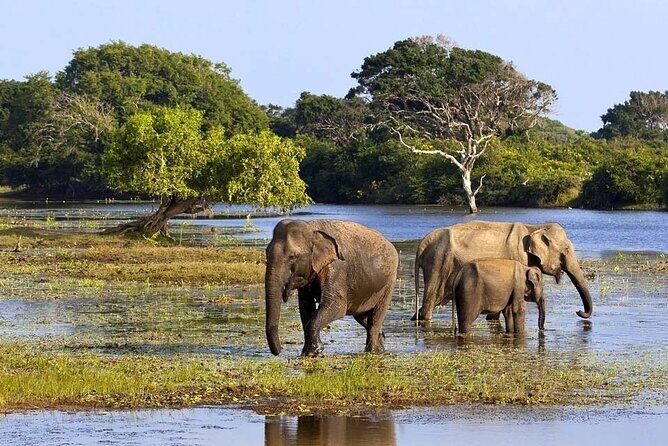 High recommended multi-day customizable Sri Lanka tours - Day 6: Scenic Train Ride from Nuwara Eliya to Ella