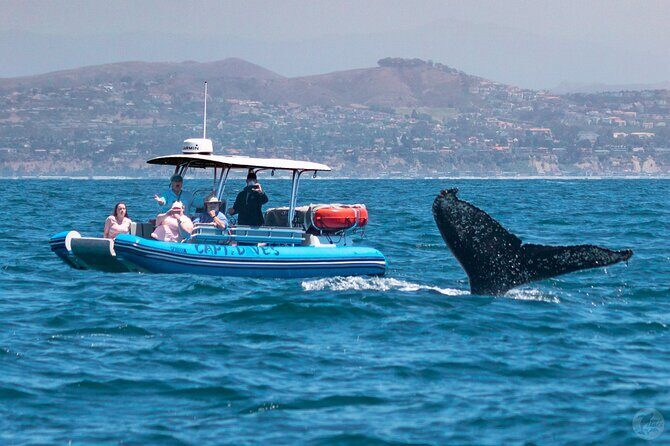 High Speed Zodiac Whale Watching Safari from Dana Point - Wildlife Spotting — What You Might See