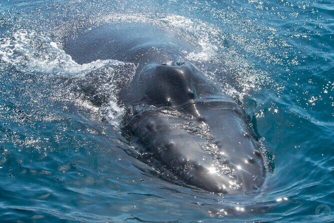 High Speed Zodiac Whale Watching Safari from Dana Point - The Naturalist Guides — Why They Make a Difference