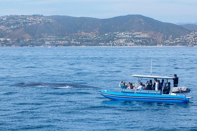 High Speed Zodiac Whale Watching Safari from Dana Point - The Wildlife Guarantee and Its Value