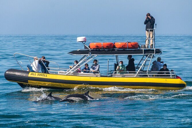 High Speed Zodiac Whale Watching Safari from Dana Point - Duration and Value
