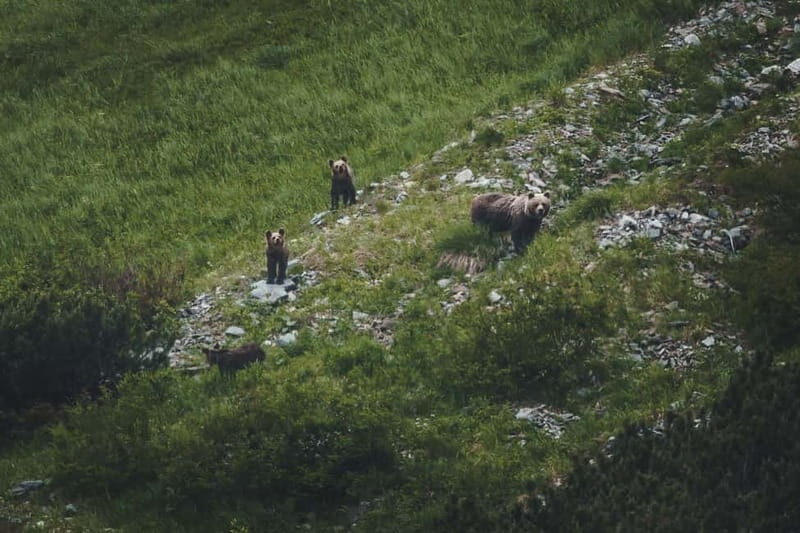 High Tatras: Bearwatching Hiking Tour in Slovakia - What’s Included and What’s Not