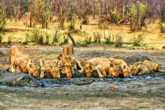 High Tea in the Savannah, Catering by Victoria Falls Hotel - FAQ