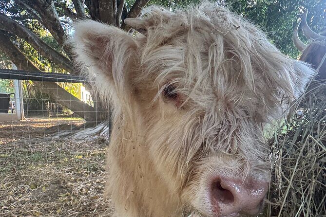 Highland Cow Experience - Who Would Love This Experience?