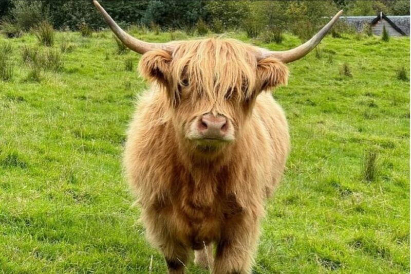 highland-cows-glasgow-cathedral-kelpies-tour-from-edinburgh