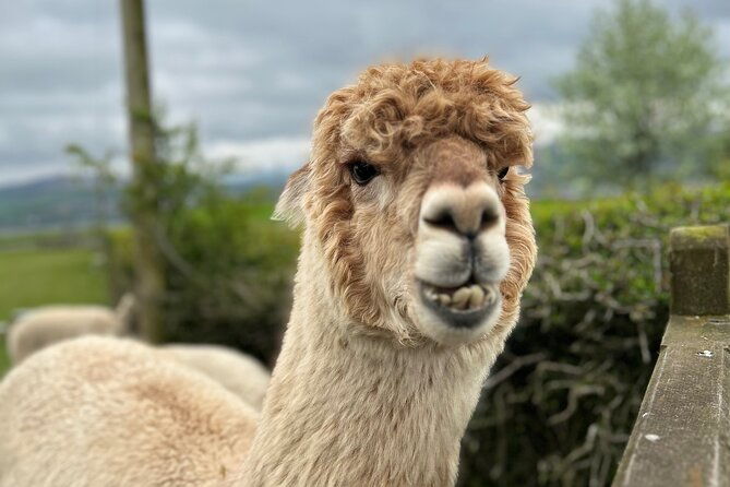 highland-cows-walk-alpacas-scottish-wildlife-centre-from-edin