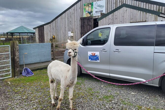 highland-cows-walk-alpacas-scottish-wildlife-centre-from-edin