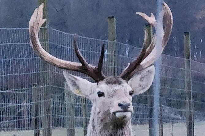 highland-cows-walk-alpacas-scottish-wildlife-centre-from-edin