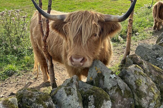 highland-cows-walk-alpacas-scottish-wildlife-centre-from-edin