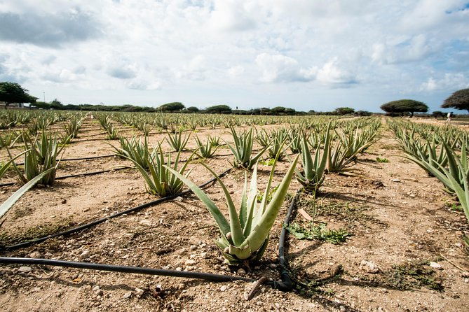 highlights-of-aruba-island-tour