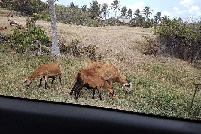 highlights-of-barbados-sightseeing-tour