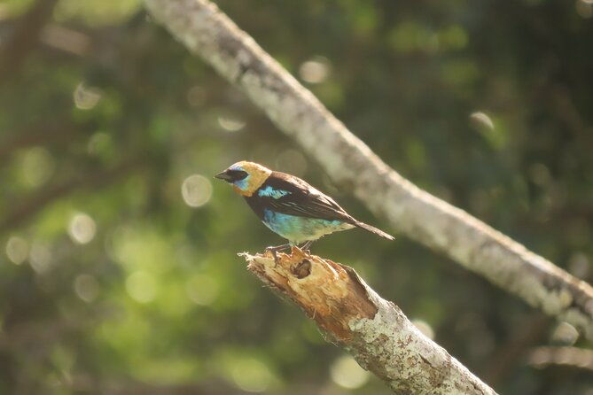 highlights-of-birdwatching-and-nature-in-the-pipeline-road
