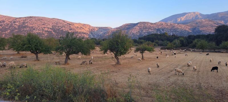 Highlights of Crete-Tour to Knossos Lasithi Rethymno&Chania - FAQs