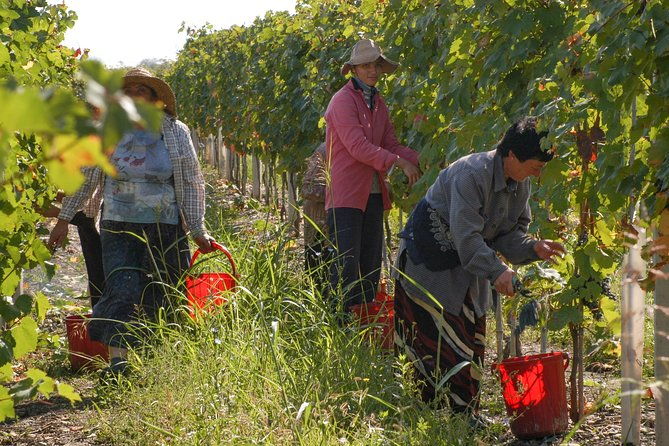 highlights-of-kakheti-region-signagibodbewine-tastingprivate-tour