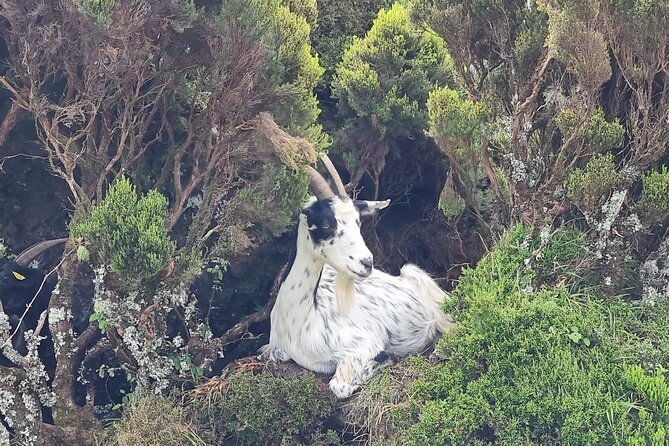hike-3-hours-inland-terceira-island