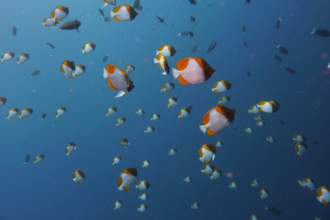 Hike and Dive in Bohey Islands with Local Lunch - The Value of This Tour