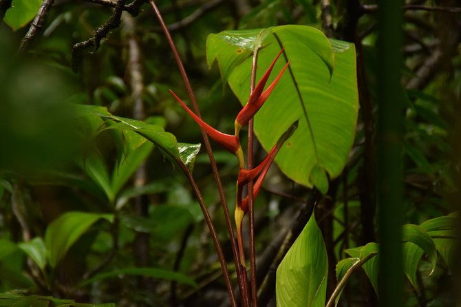 hike-at-rainforest-adventures-costa-rica-braulio-carrillo