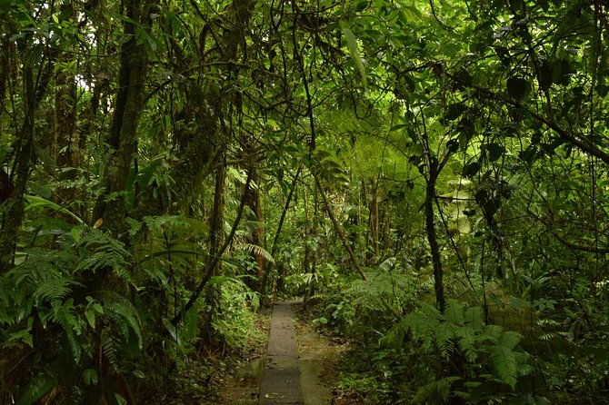 hike-at-rainforest-adventures-costa-rica-braulio-carrillo