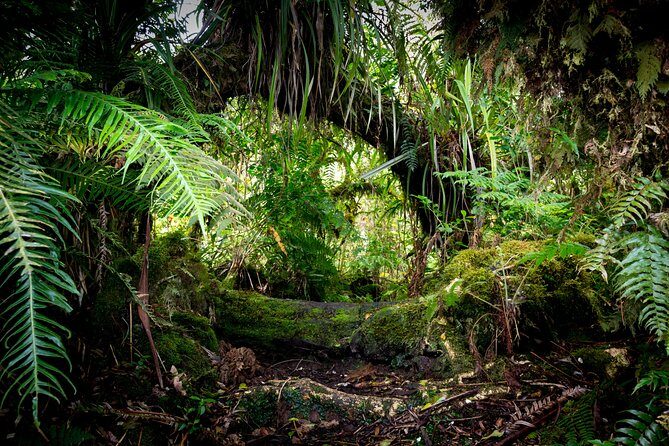 Hike: Bélouve Rainforest and Trou de Fer - A Detailed Look at the Bélouve Rainforest and Trou de Fer Tour