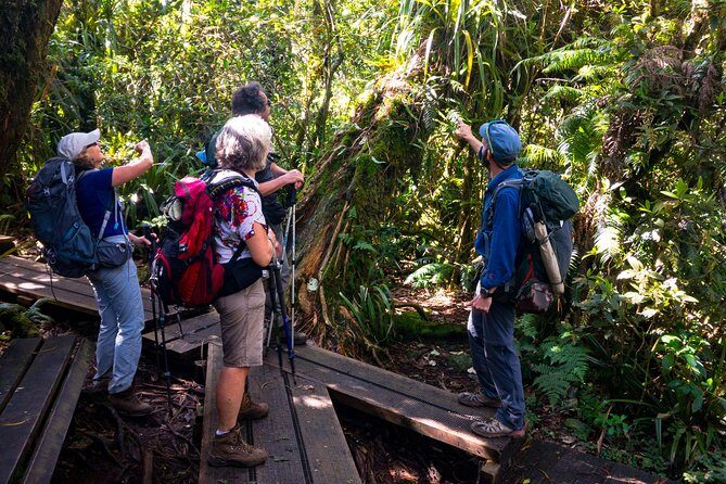 Hike: Bélouve Rainforest and Trou de Fer - Final Thoughts