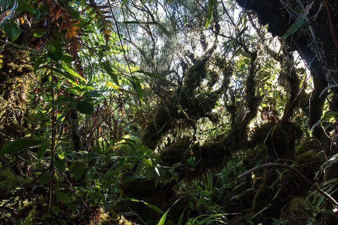 Hike: Bélouve Rainforest and Trou de Fer - FAQs