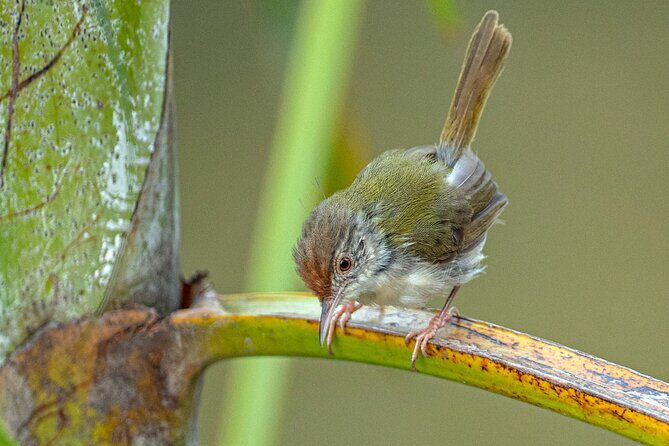 Hike, Bike, and Kayak Through the Heart of Cat Ba National Park - Frequently Asked Questions