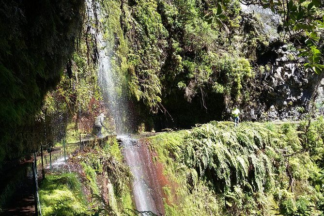 hike-in-laurisilva-levada-do-rei-madre-of-life-small-group-guided-walk
