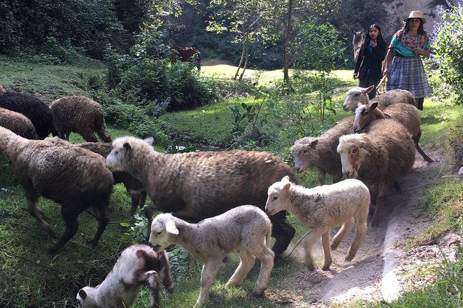 hike-in-pristine-forest-a-view-from-above-atitlan